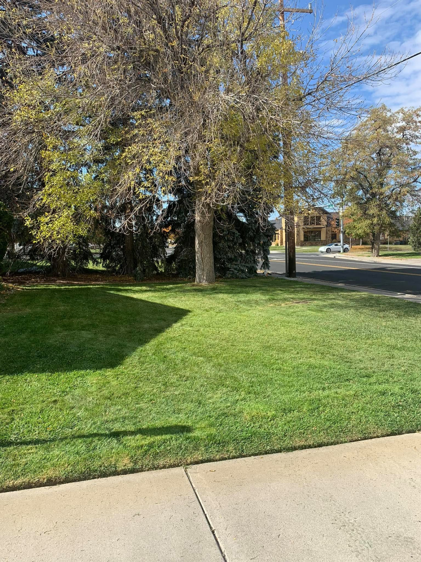 Well-maintained lawn during fall leaf cleanup season