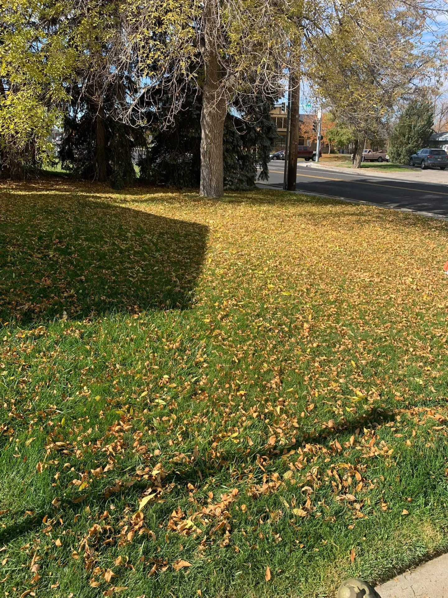 Lawn covered in golden fall leaves before cleanup