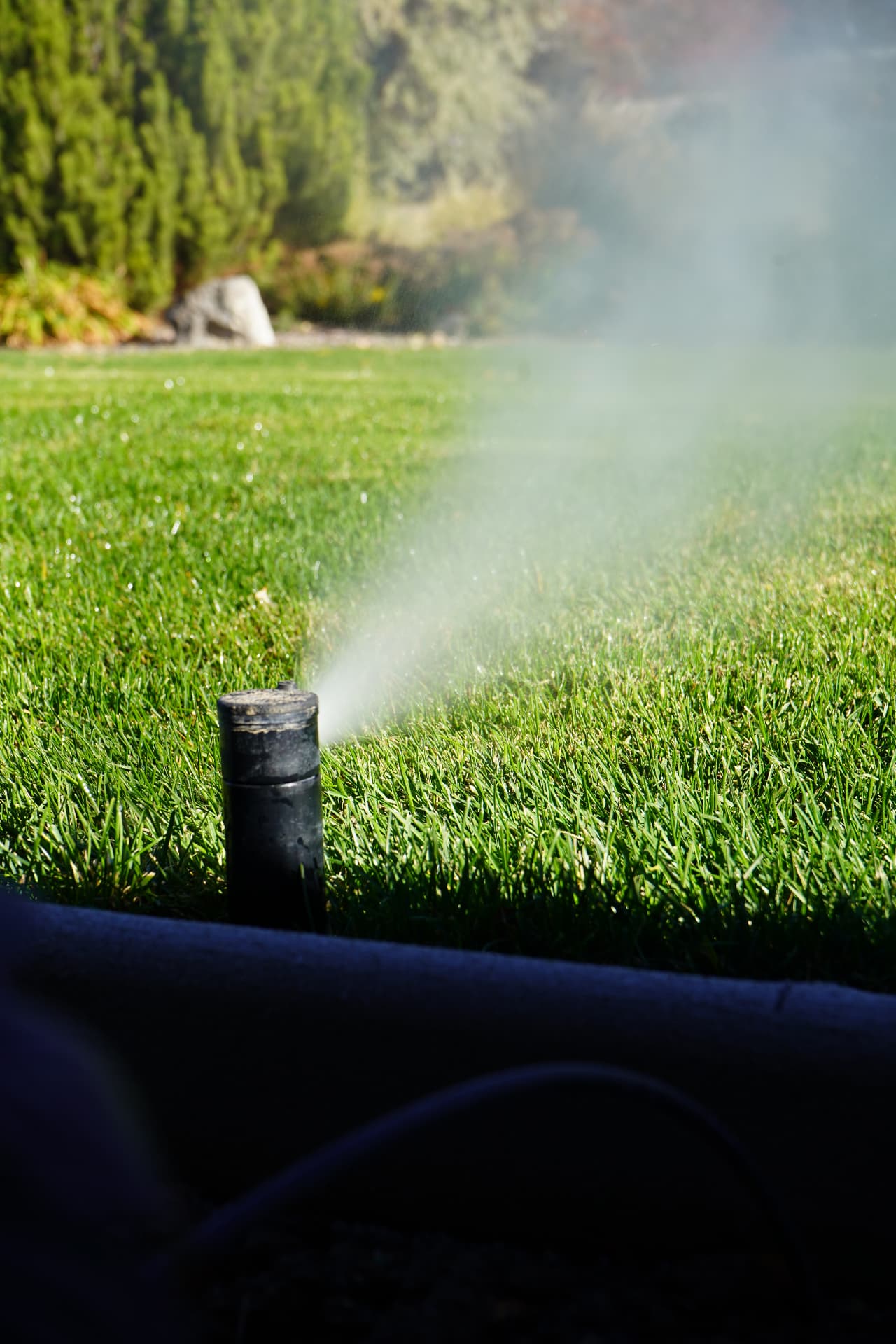 Sprinkler head watering a lush green lawn