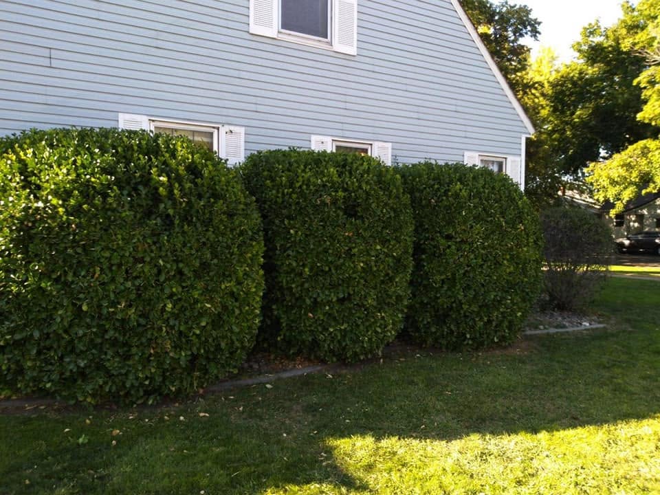 Neatly trimmed hedges along a home