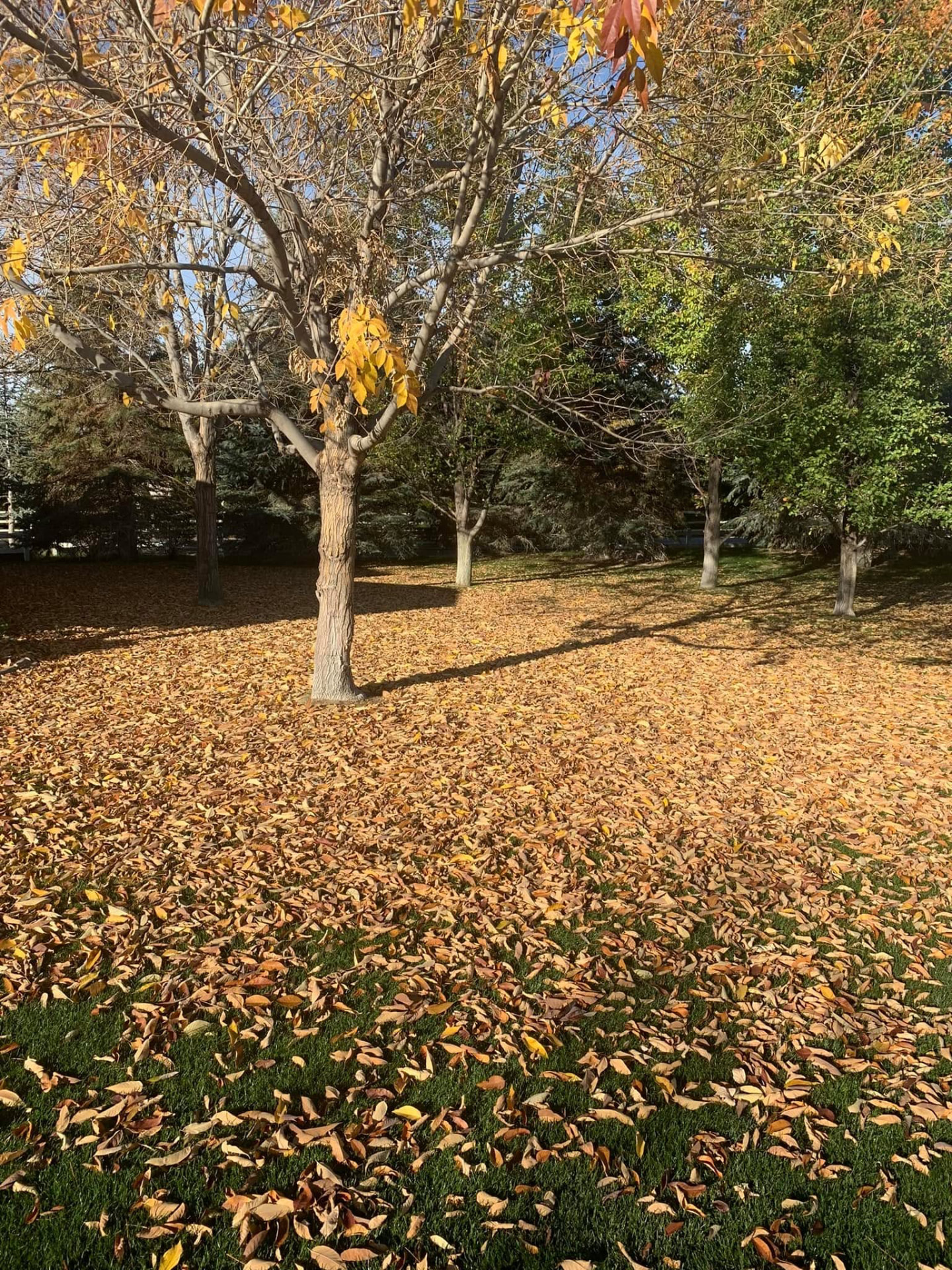 Fall leaves covering a lawn before seasonal cleanup